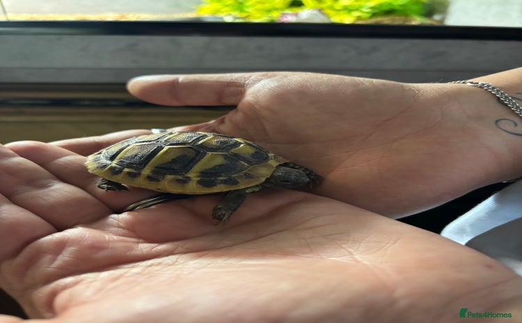 Hermann Tortoise reptiles - Advert 1