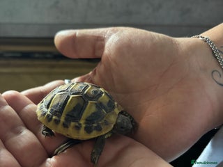 Hermann Tortoise reptiles - Advert 1