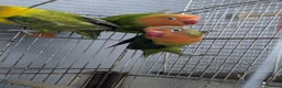 Lovebirds birds for sale: Hand Reared New Born Love Birds - Advert 23