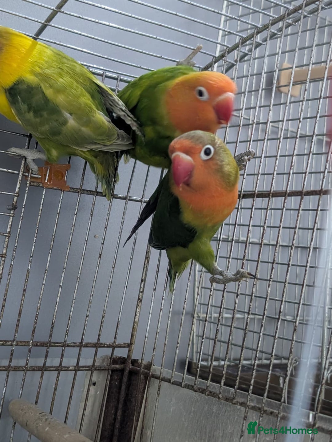 Lovebirds birds for sale: Hand Reared New Born Love Birds - Advert 23