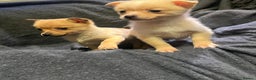 Pomchi dogs for sale: Pomeranian puppy's  - Advert 3