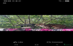 Bengal cats for sale: Male bengal  - Image 4