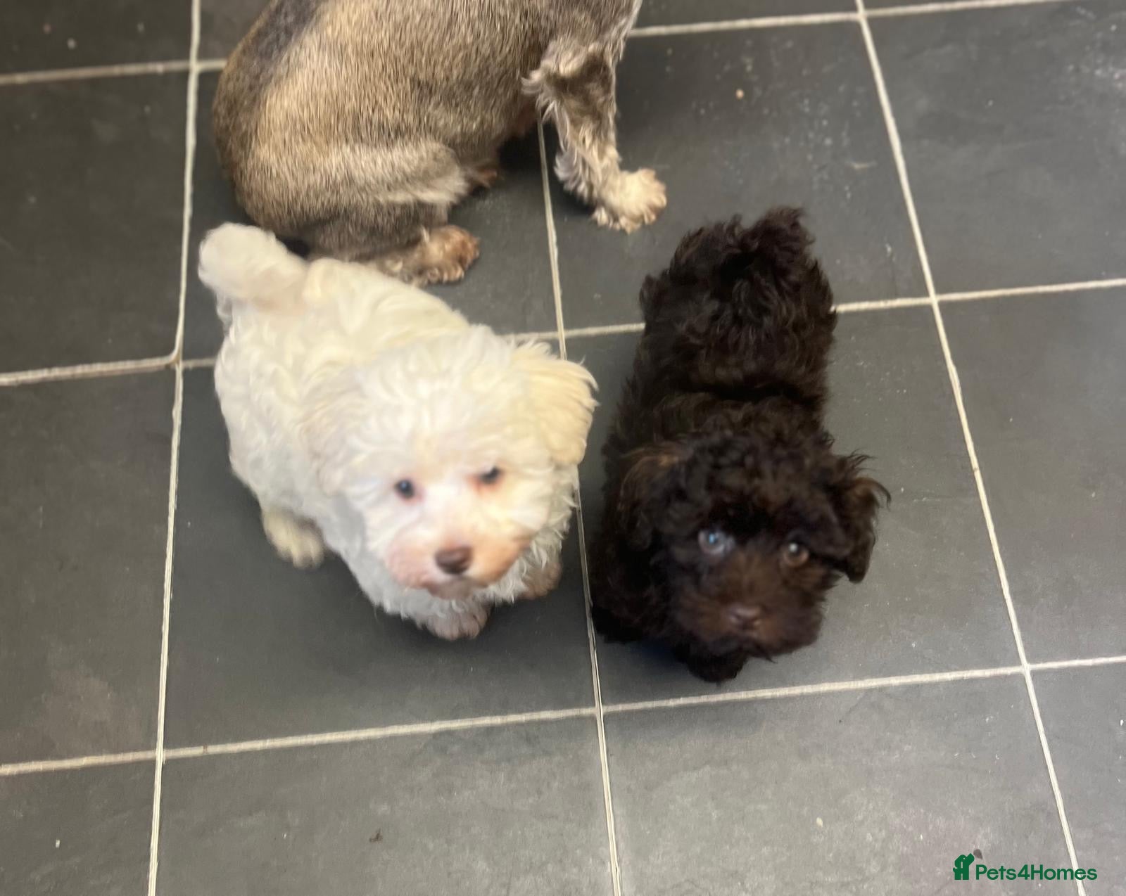 Schnoodle dogs LAST 2 GIRLS Schnoodle Puppies  🩷🩷 - Advert 4