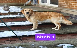 Golden Retriever dogs for sale: Beautiful dogs  - Image 2