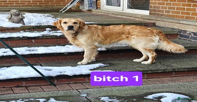 Golden Retriever dogs - Advert 18