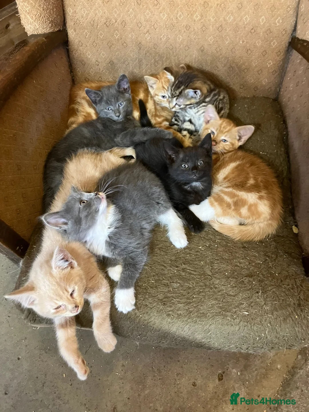Mixed Breed cats for sale: Stunning fluffy kittens looking for forever homes - Advert 1