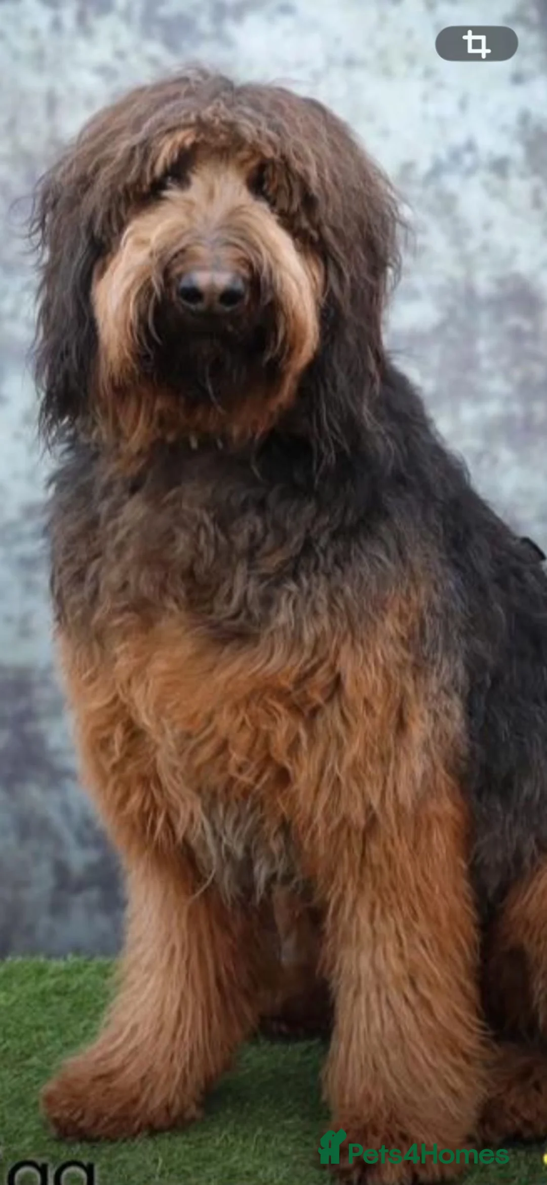 German Shepherd dogs for sale: Stunning Shepadoodles Girls  - Advert 1