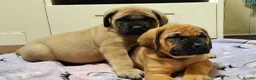 Mastiff dogs for sale: Mastiff puppies  in Galashiels - Advert 14