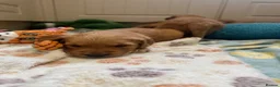 Golden Retriever dogs for sale: KC working line from health tested parents  in Saltburn-by-the-Sea - Advert 11