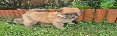 Pomeranian 2 - reserved