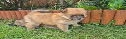 Pomeranian dogs for sale: Beautiful Pomeranian Puppy Available Now - Advert 13