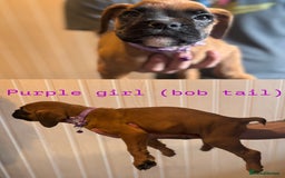 Boxer dogs for sale: Boxer puppies - Image 3
