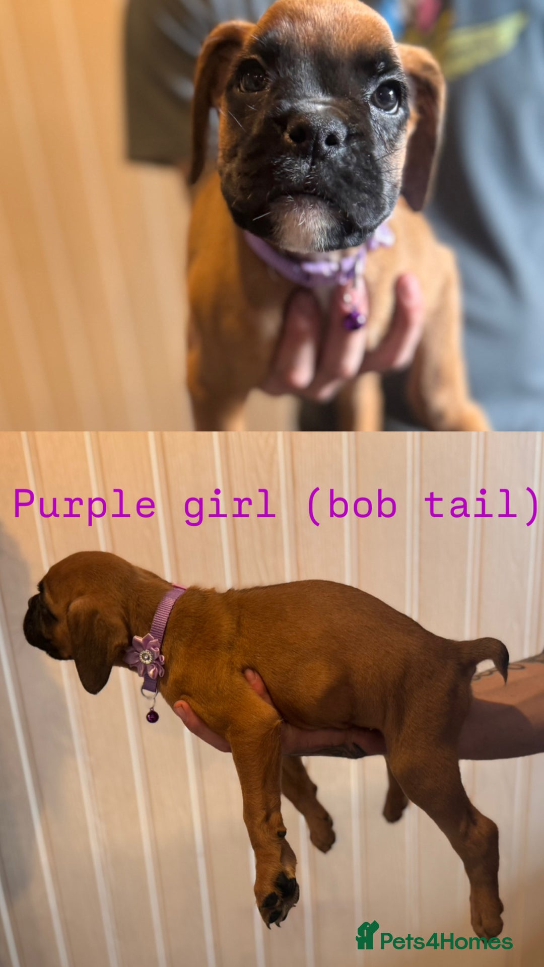 Boxer dogs for sale: Boxer puppies - Image 3