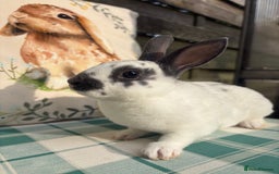 Rex rabbits for sale: Gorgeous mini Rex rabbits  - Image 2
