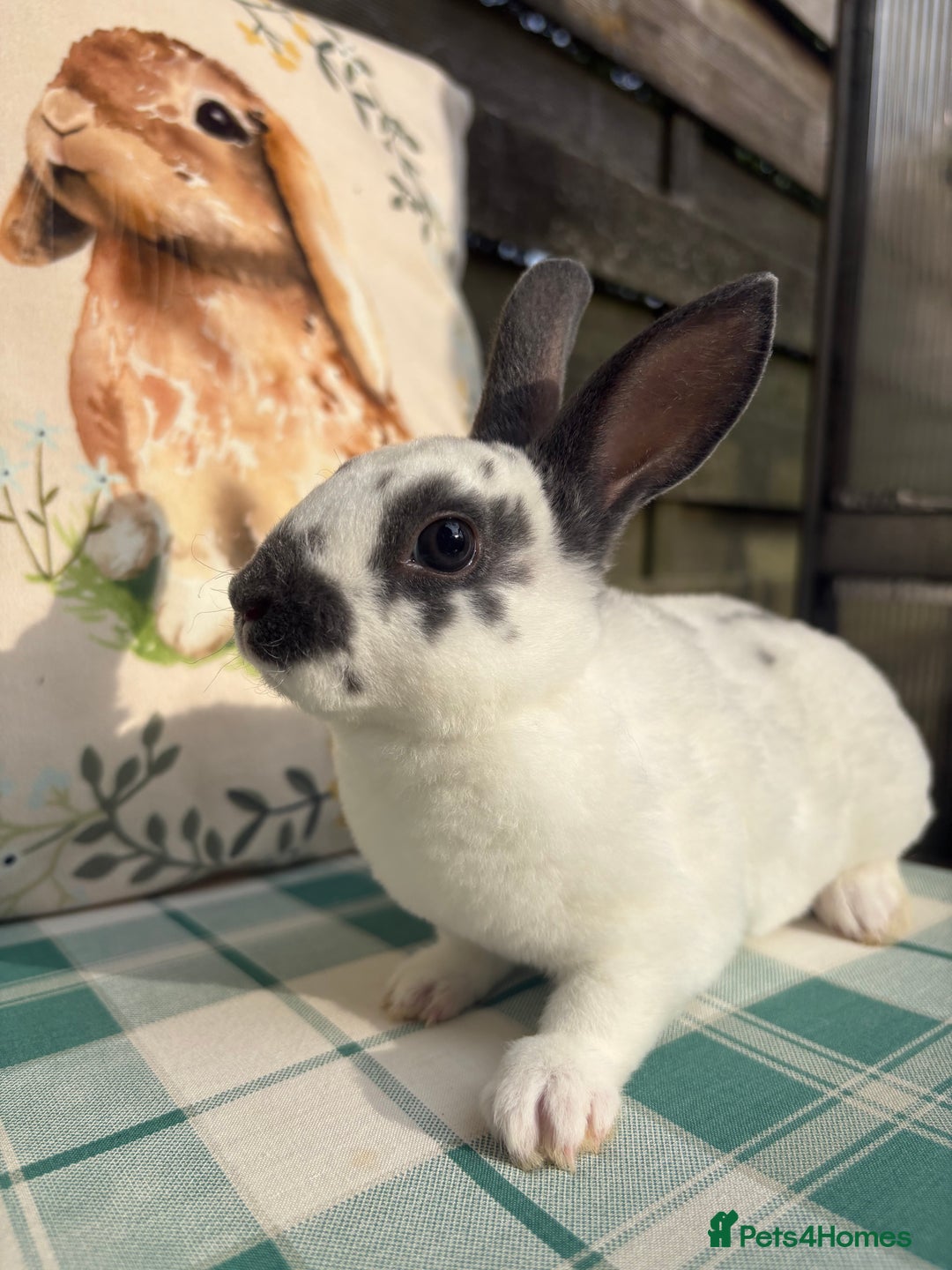 Rex rabbits for sale: Gorgeous mini Rex rabbits  - Image 2