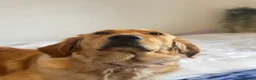 Golden Retriever dogs for sale: Golden Retriever Looking for a Loving Home 🐾 - Advert 6
