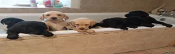 Labrador Retriever dogs for sale: KC registered - A beautiful black female labrador - Advert 3