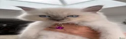 Ragdoll cats for sale: We have 4 beautiful Ragdoll Kittens in Telford - Advert 8