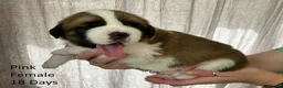 Saint Bernard dogs for sale: Pedigree St Bernard Pups in Blackwood - Advert 13