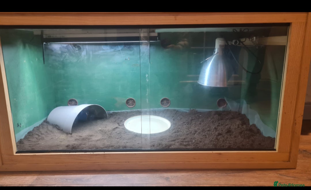 Tortoise reptiles for sale: Redfoot tortoise - Advert 4