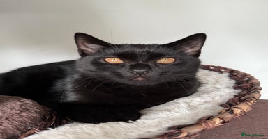 Scottish Fold cats in Chatham - Advert 12