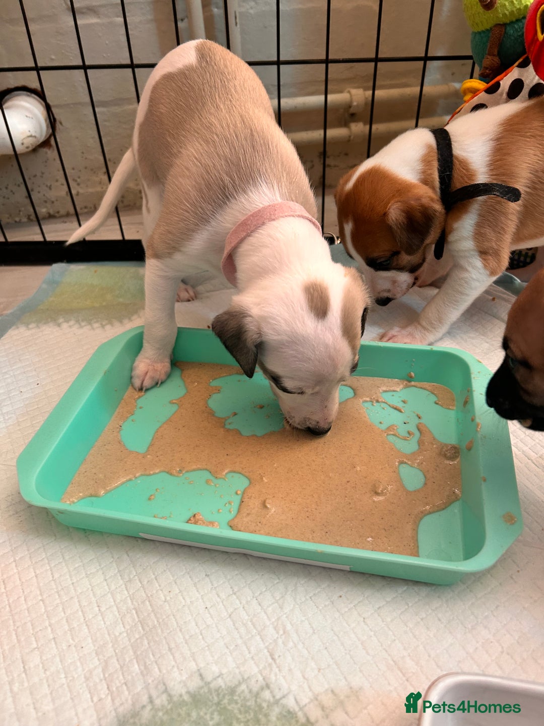 Whippet dogs for sale: 📣 Outstanding Show & Racing Lines - Advert 12