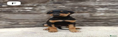 Mixed Breed 2