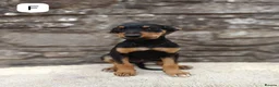 Mixed Breed dogs for sale: Huntaway X kelpie pups  - Advert 3