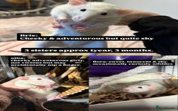 Rat rodents for sale: 5 female rats for rehoming - Image 2