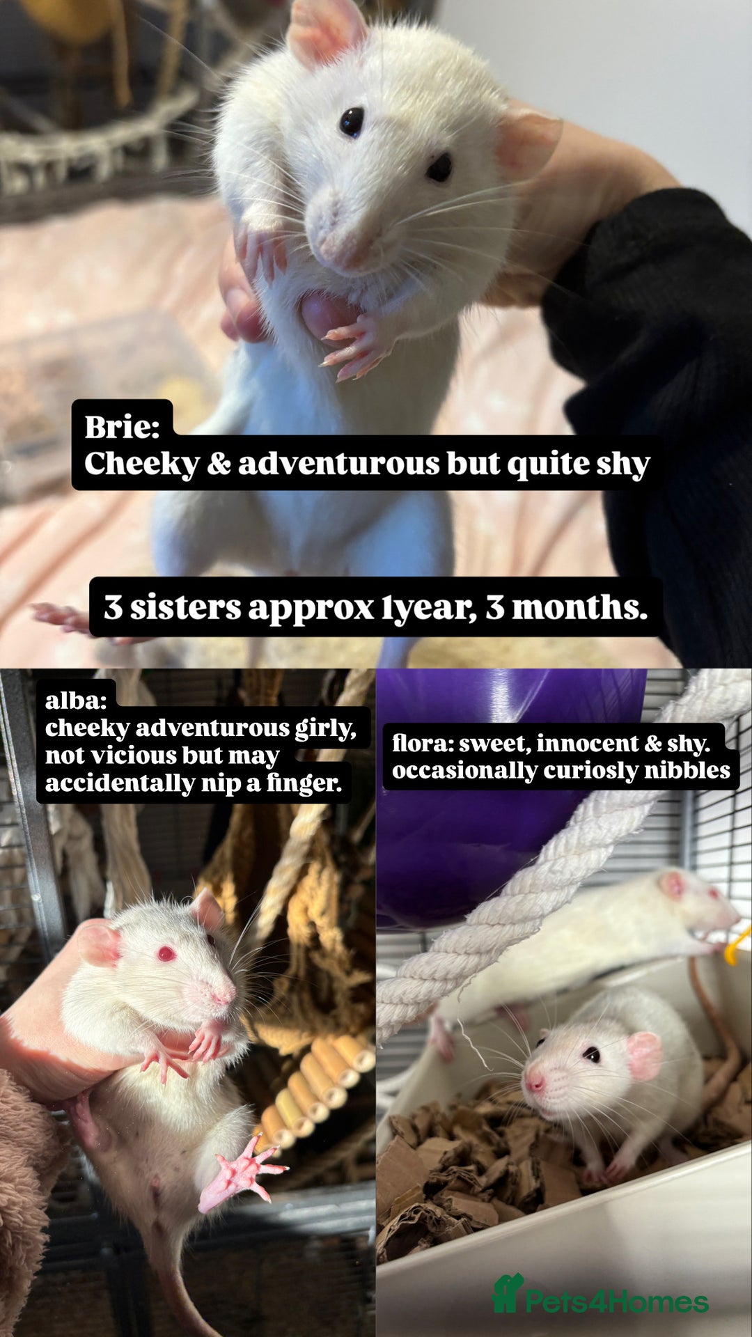 Rat rodents for sale: 5 female rats for rehoming - Image 2