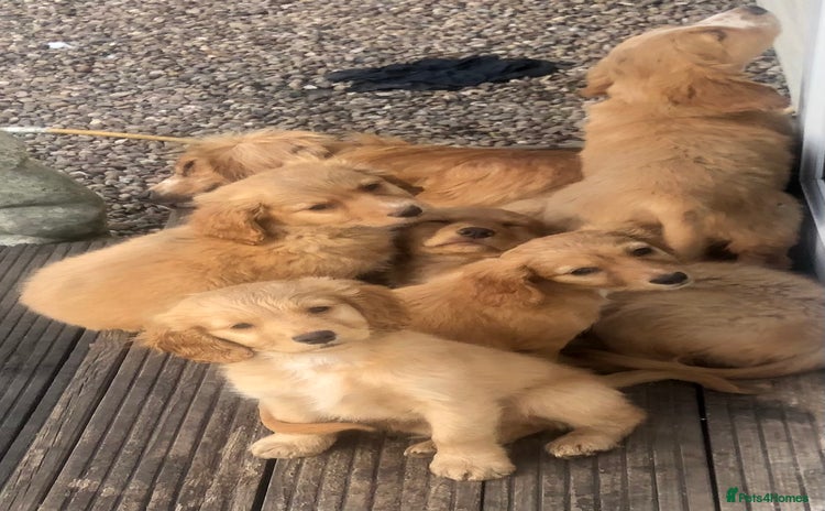Mixed Breed dogs - Advert 15