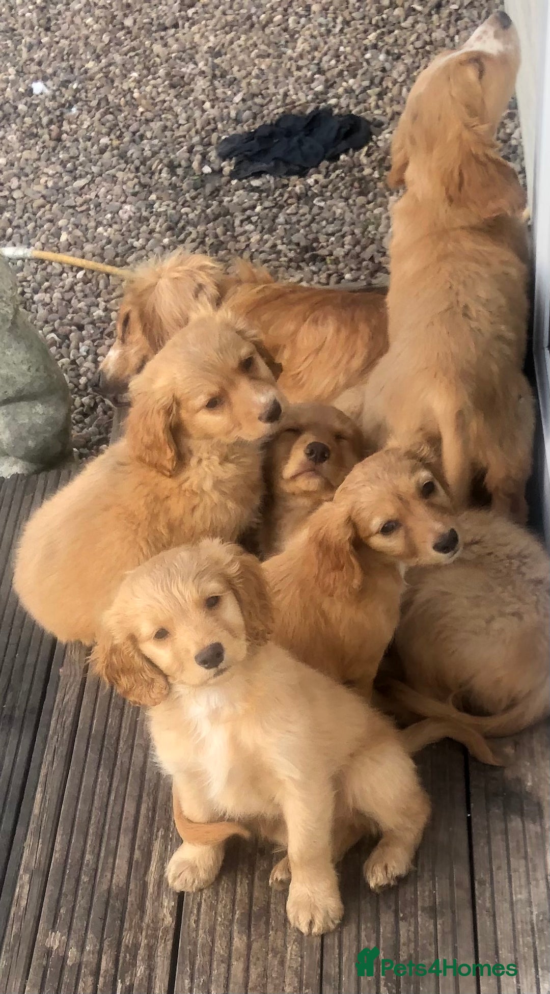 Mixed Breed dogs for sale: 5 adorable puppies - Image 1