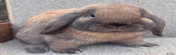 Dwarf Lop rabbits for sale: Dwarf Lop Baby Rabbits - Advert 4