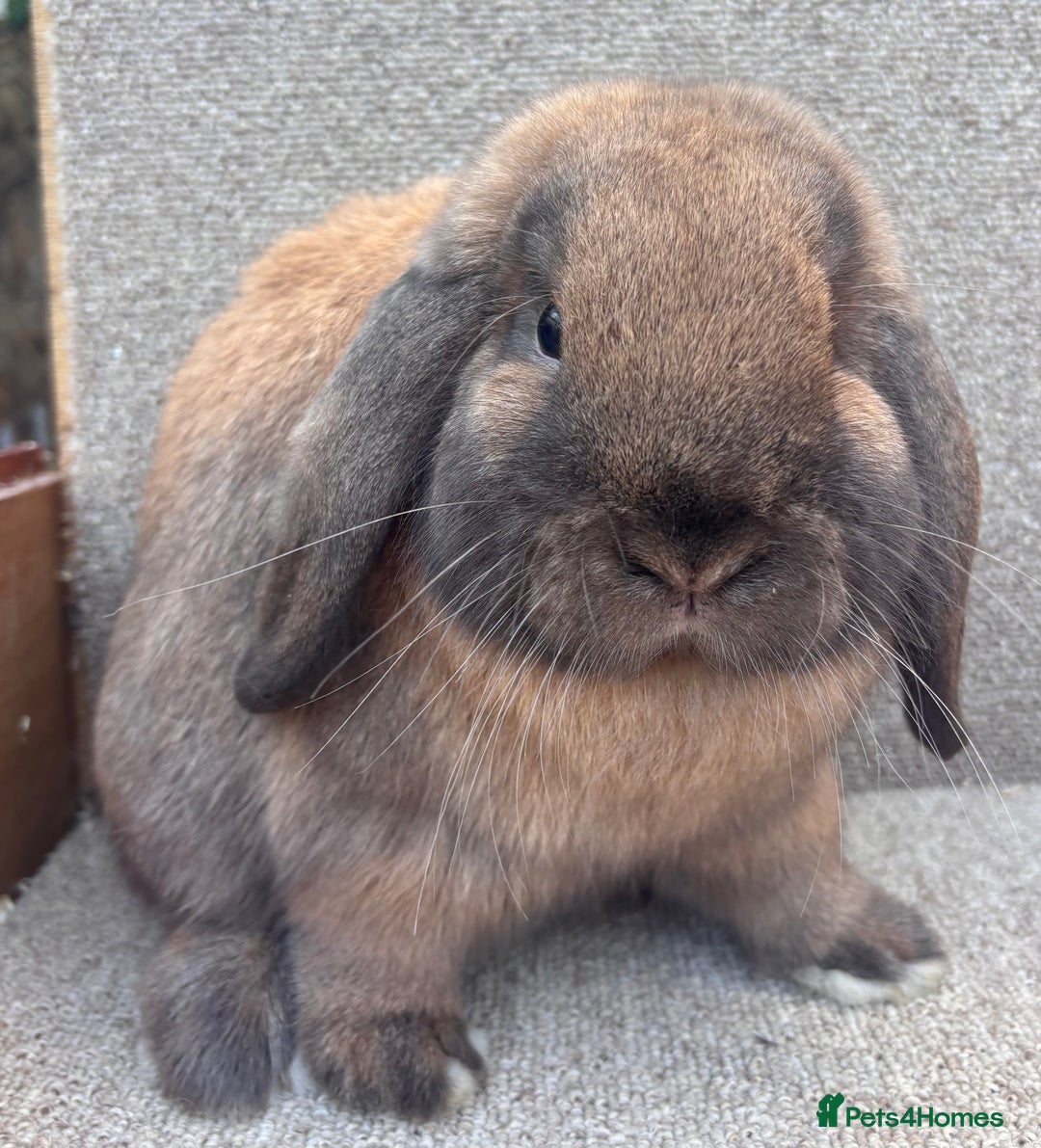 Dwarf Lop rabbits for sale: Dwarf Lop Baby Rabbits - Advert 4