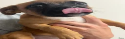 Mixed Breed dogs for sale: French bulldog x mixed breed - Advert 3