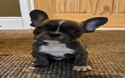 French Bulldog dogs for sale: French bulldog pups KC Reg - Image 10
