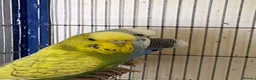 Budgerigars birds for sale: 5 Budgies for sale  - Advert 6