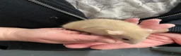 Rat rodents for sale: Baby rats - Advert 13