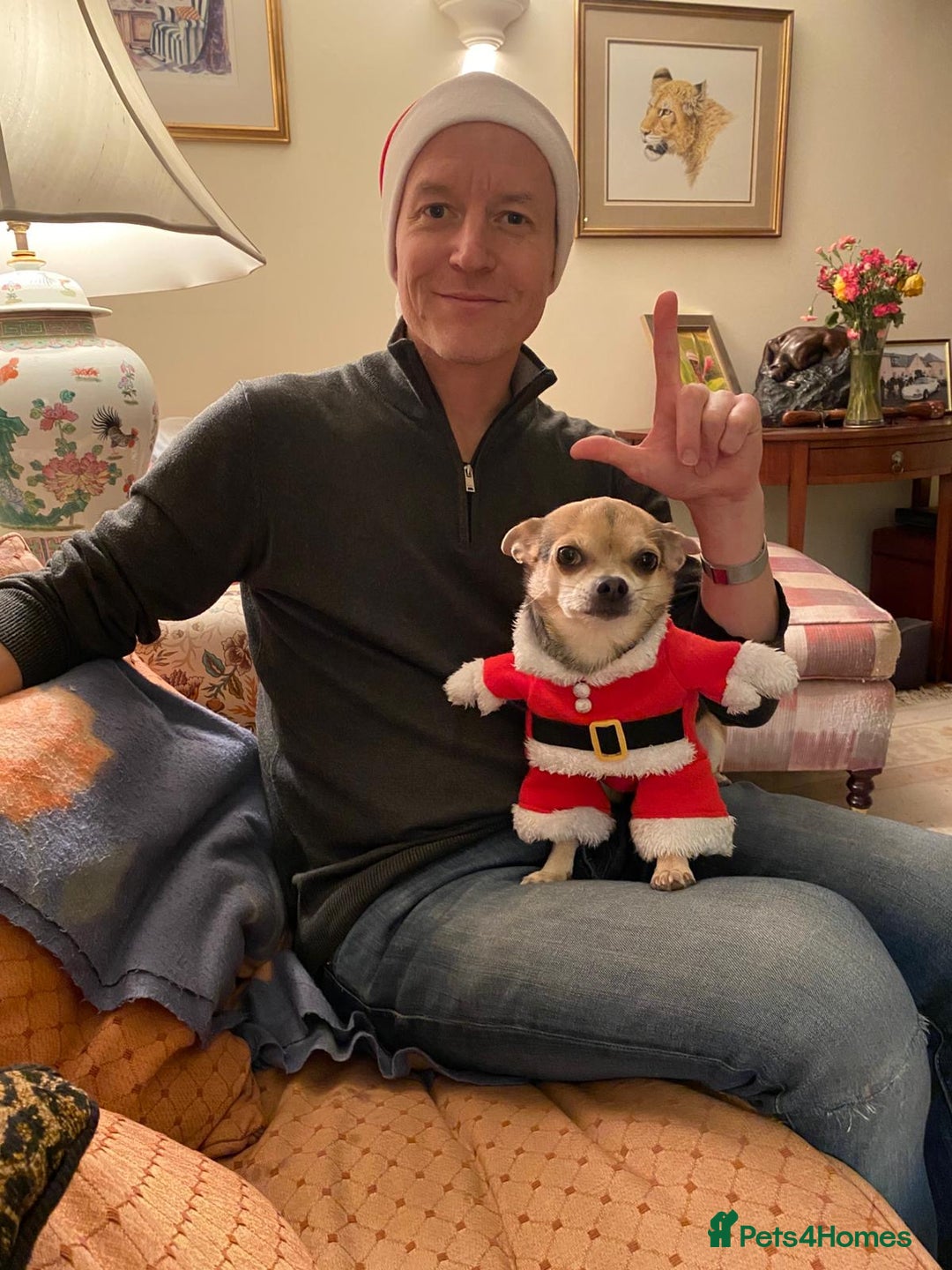 Chihuahua dogs for stud: Kenobi  - Advert 5