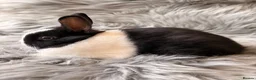 Netherland Dwarf rabbits for sale: Netherland Dwarf Kits For Sale - Advert 7