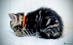 Bengal cats for sale: Beautiful Bengal x Mainecoon moggies - Image 16