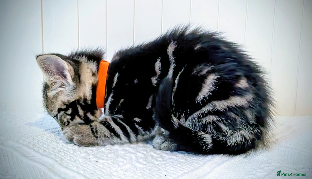 Bengal cats for sale: Beautiful Bengal x Mainecoon moggies - Image 16