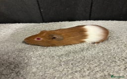 Guinea Pig rodents for sale: Stunning boar guinea pigs  - Image 2