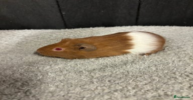 Guinea Pig rodents - Advert 5