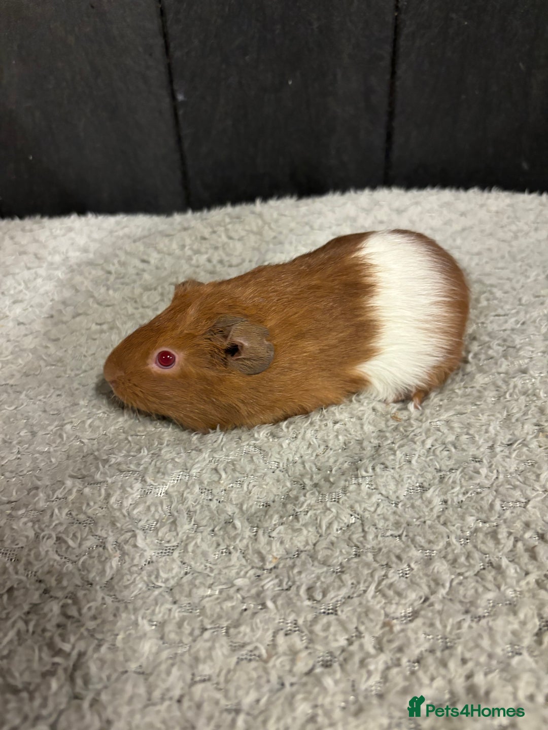 Guinea Pig rodents for sale: Stunning boar guinea pigs  - Image 2