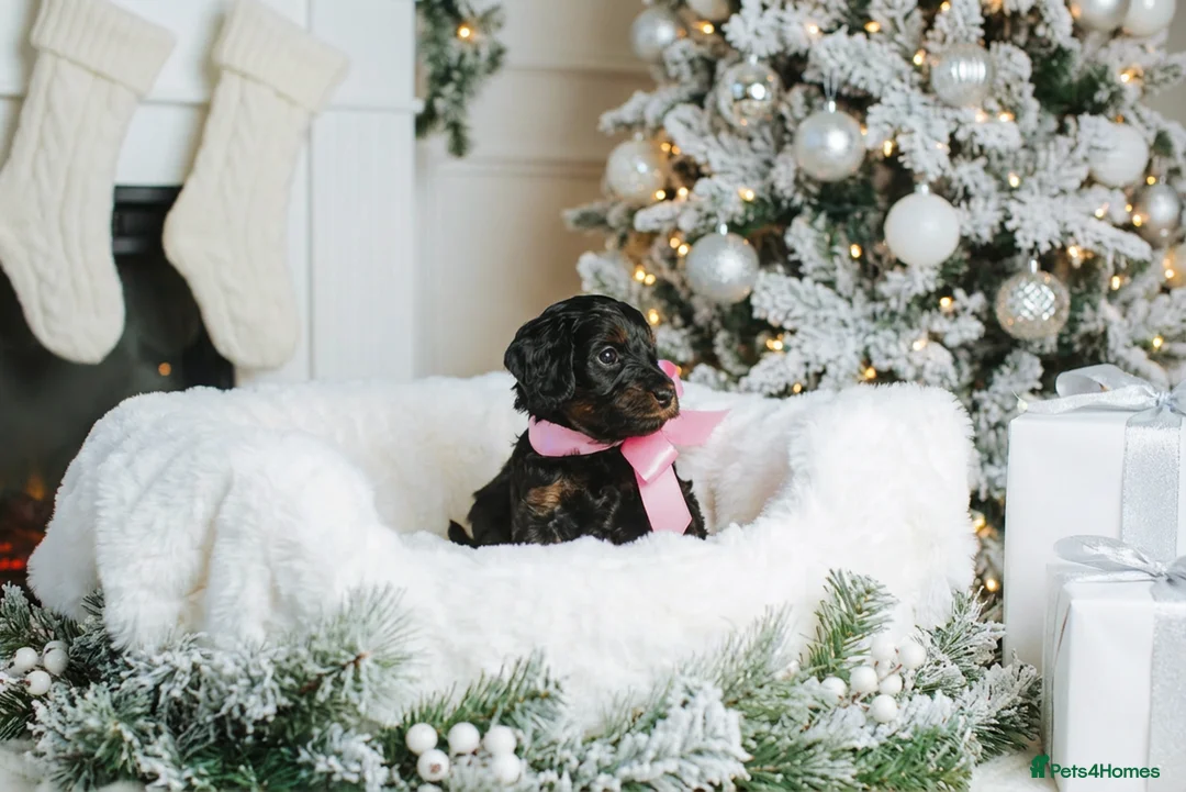 Cockapoo dogs for sale:  READY NOW!! 💙🐶💙2 boys Amazing F1b Cockapoos  - Advert 32