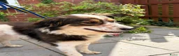 Mixed Breed dogs for adoption: Kori - Badersfield Norfolk  - Advert 10