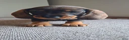 Dachshund dogs for sale: Standard wire haired dachshund puppies. in Canvey Island - Advert 3