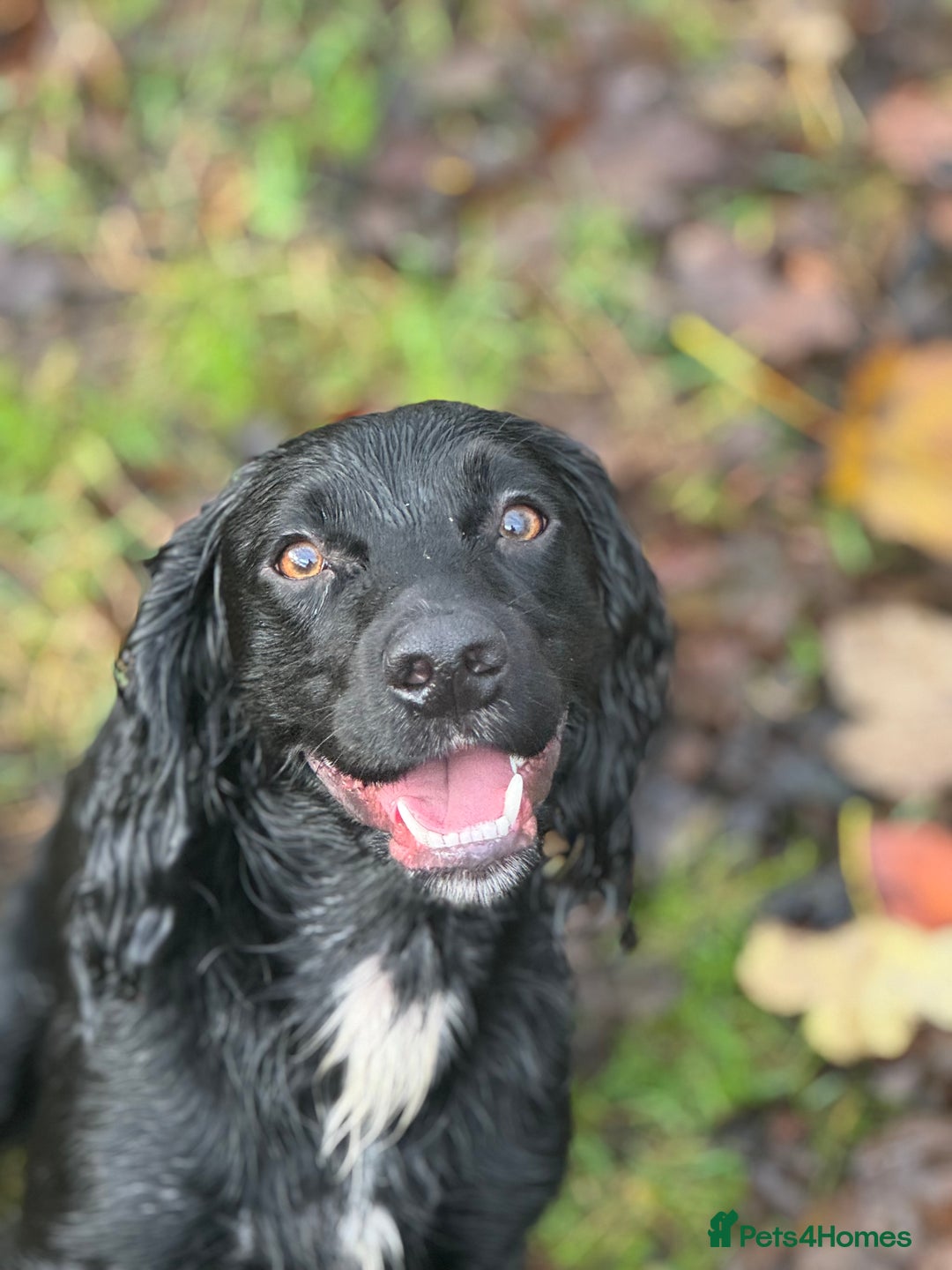 Cocker Spaniel dogs for stud: Tweed ready for Stud - Advert 7