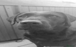 Labrador Retriever dogs for sale: Beautiful pedigree puppies ready 30th Sept - Image 18